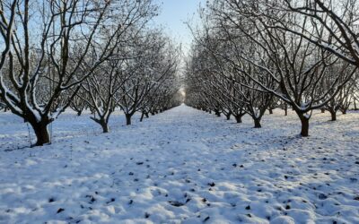 Mogyorófa nevelése otthon